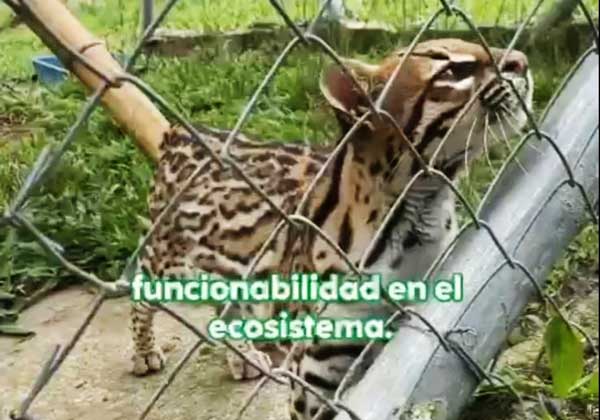 carder recupera 800 especies de fauna