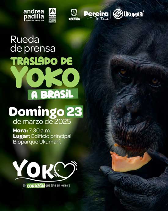 rueda de prensa yoko