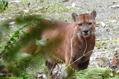 pumas